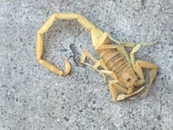 scorpion1